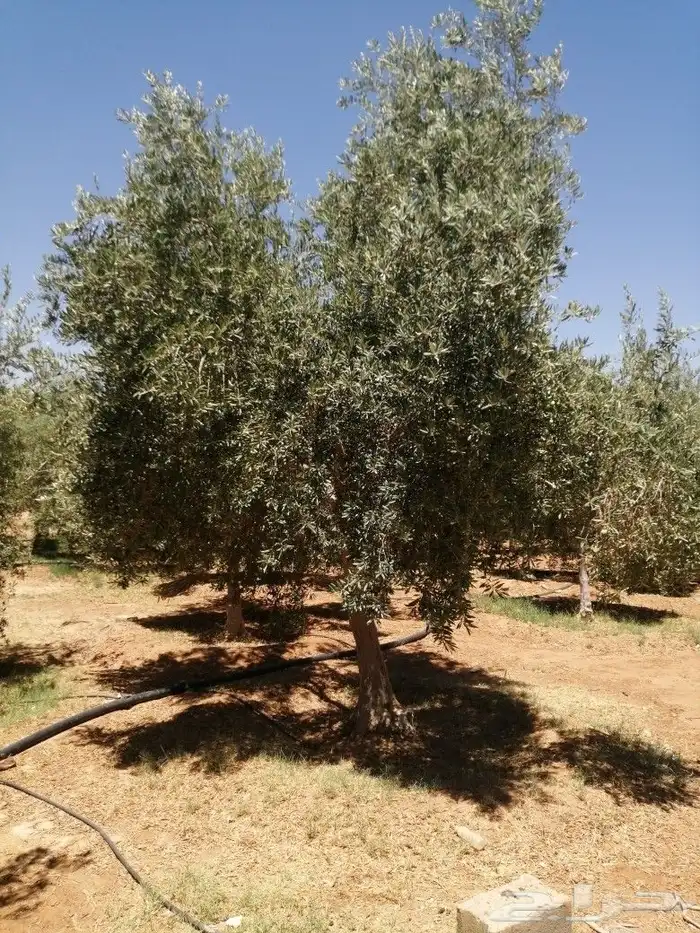 يوجد لدينا أنواع الشجرة والزيتون المعمر والمقصوصه النخيل عرب 5