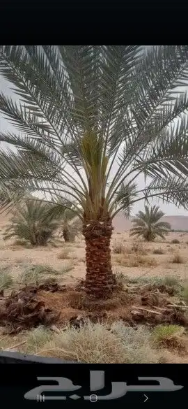 لدينا جميع انواع النخيل زينه والعربي وقسم خاص بالشبوك لتواصل 7