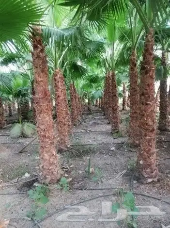 نخيل عربي واشنطني 2