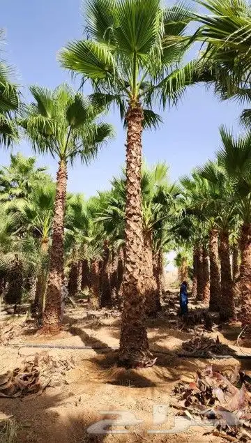 نخل وشنطني زينه امريكي 0