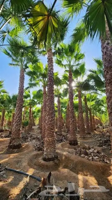 نخل وشنطني زينه امريكي 2