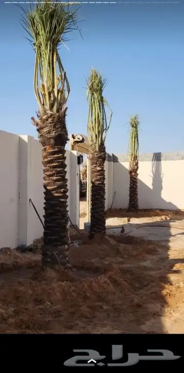 نخل وشنطني زينه امريكي 7