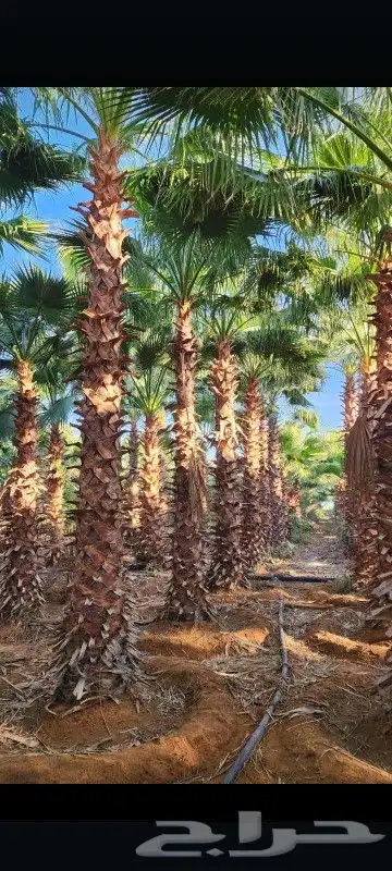 نخل وشنطني زينه امريكي 4