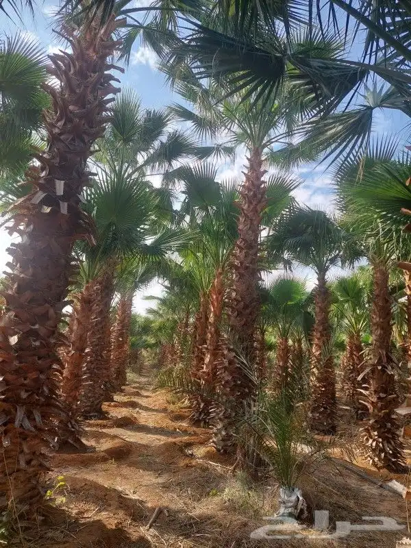 نخل وشنطني زينه امريكي 3