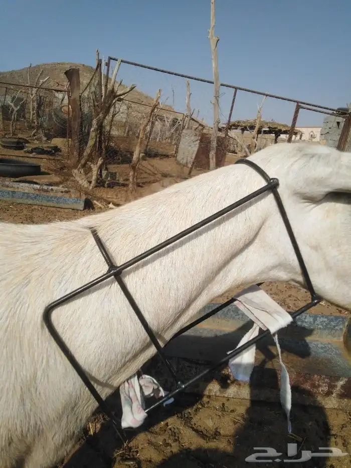 فطام للماعز والبقر التي ترضع نفسها مجرب ومضمون 0