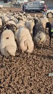 قصاص اغنام داخل الخفر 2