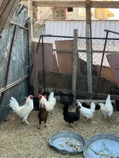 دجاج للبيع. 0