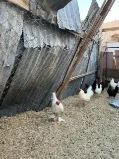 دجاج للبيع. 1