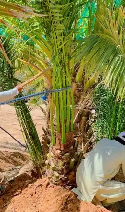 زبايناالكرام يوجدلدينانخل خلاص ومنيفي وهشيش وصقعي ومجدول 5