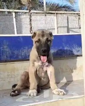 جرو ذكر كنجال تركي للتسليم الفوري مستورد 0
