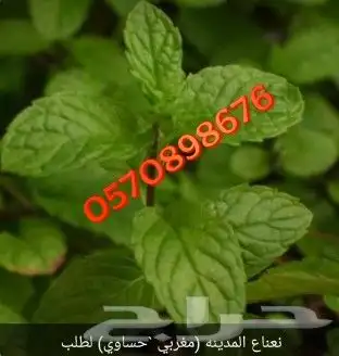 نعناع طازج للبيع 0