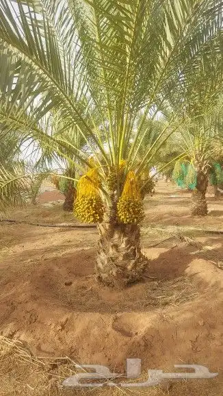 يوجد لدينا جميع أنواع النخيل 0