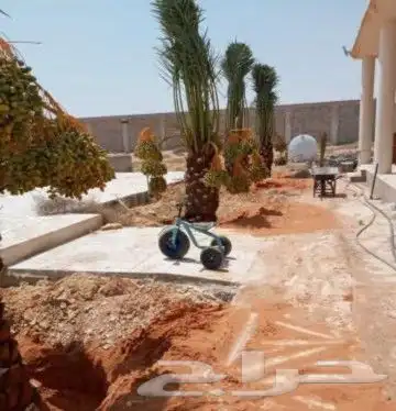 زبايناالكرام يوجدلدينانخل خلاص ومنيفي وهشيش وصقعي ومجدول 4