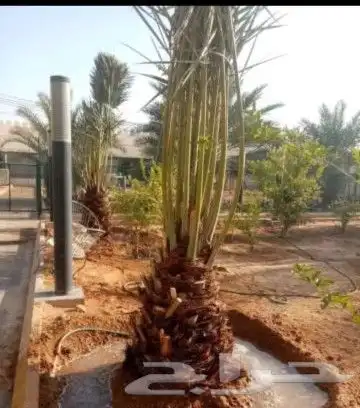 زبايناالكرام يوجدلدينانخل خلاص ومنيفي وهشيش وصقعي ومجدول 6