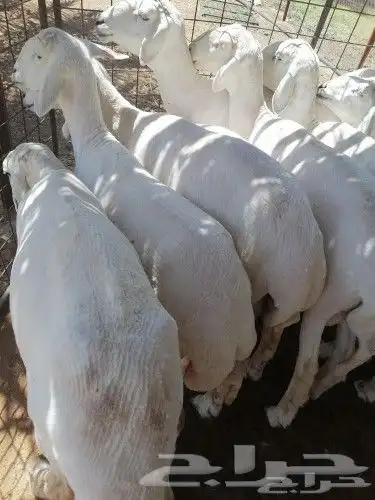 قصاص اغنام داخل الخفر 0