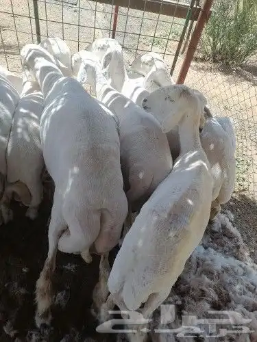 قصاص اغنام داخل الخفر 1