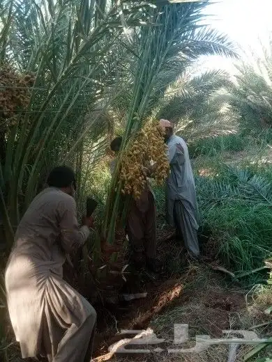 زبايناالكرام يوجدلدينانخل خلاص ومنيفي وهشيش وصقعي ومجدول 0