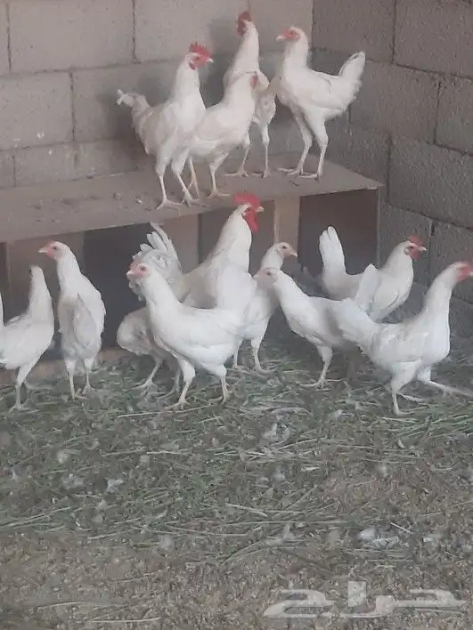 دجاج بلدي ابيض صك 4