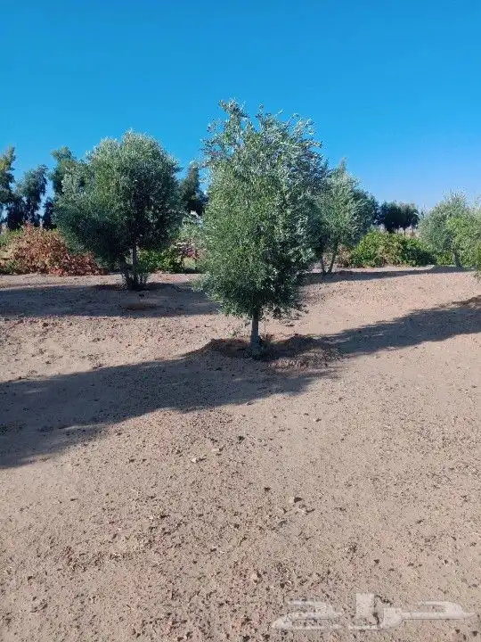زيتون مثمر يوجد لدينا أشجار زيتون للبيع 2