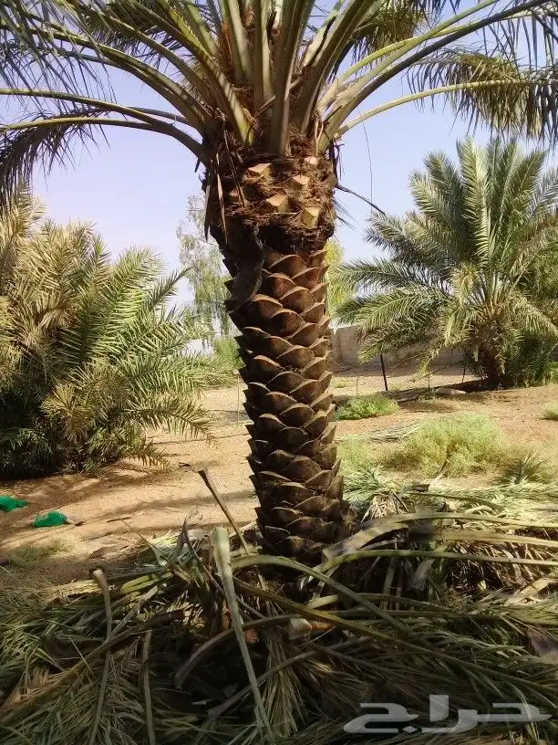 نخل لبيع موصل الموقع المطلوب 2