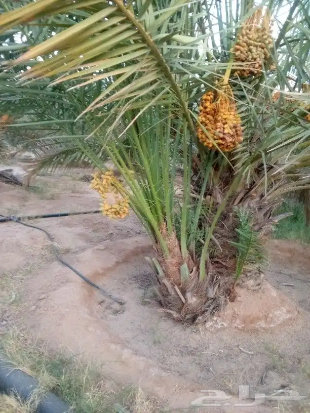 توريد وتصدير دخل المملكه وخراج المملكه 0
