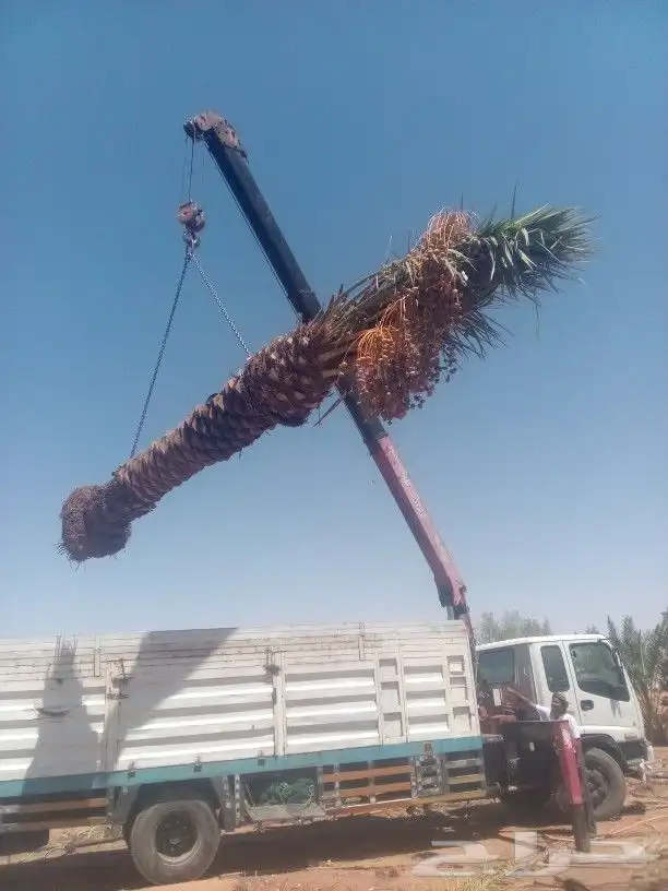 توريد وتصدير دخل المملكه وخراج المملكه 4