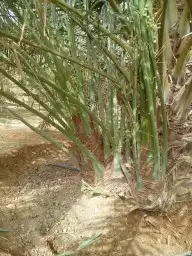 نخيل مثمر للبيع 4