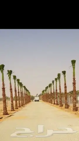 نخل واشنطن للبيع 8