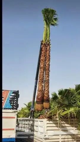 نخل واشنطن للبيع 6