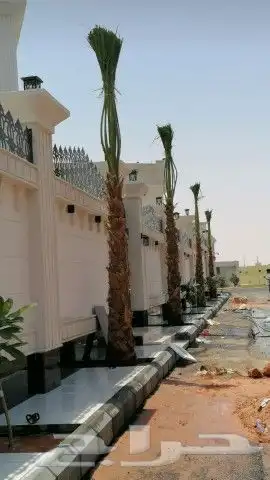 نخل واشنطن للبيع 7