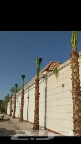 نخل واشنطن للبيع 3