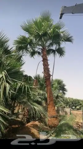 نخل واشنطن للبيع 4