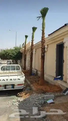 نخل واشنطن للبيع 9