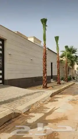 نخل واشنطن للبيع 5