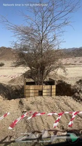 توريدنخيل وأشجار زيتون 9