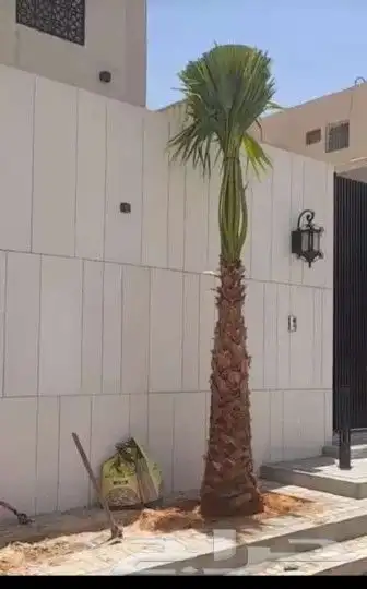 لدينا نخيل للبيع بجميع أنواعه ومقاساته عربي وزينه وقسم خاص ب 10