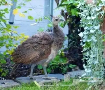 جوز فروخ طاووس فاخر 3