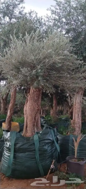 توريدنخيل وأشجار زيتون 3