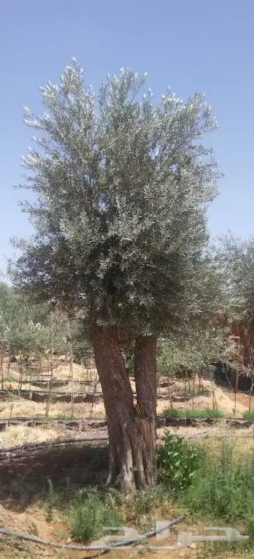 توريدنخيل وأشجار زيتون 1