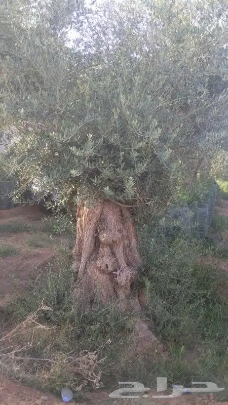 توريدنخيل وأشجار زيتون 2