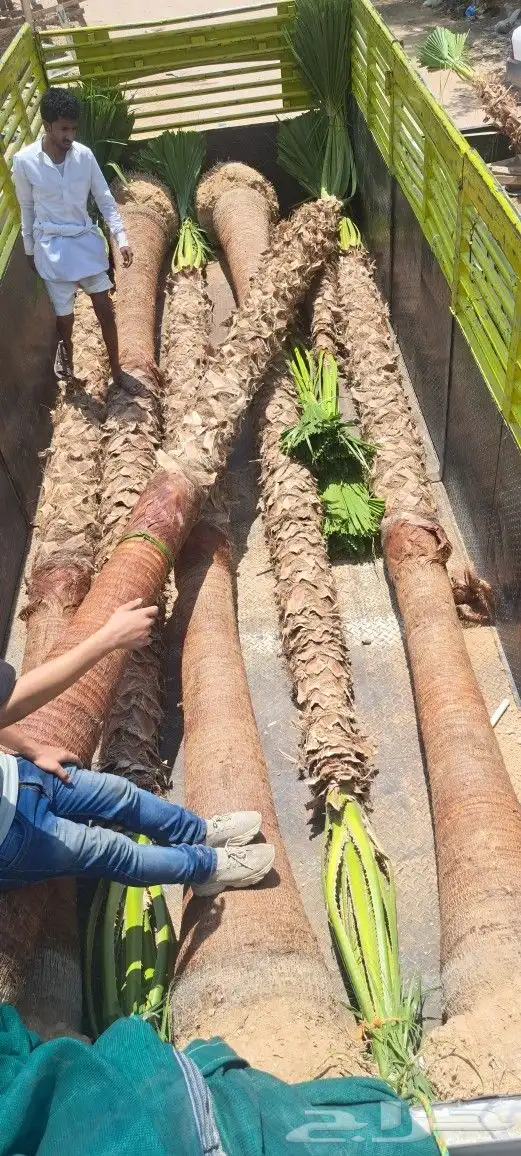 نخل واشنطن للبيع 2