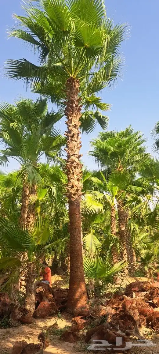 نخل واشنطن للبيع 0