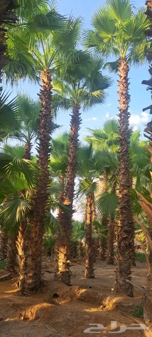 نخل واشنطن للبيع 1