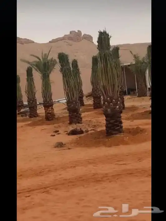 لدينا نخيل للبيع بجميع أنواعه ومقاساته عربي وزينه وقسم خاص ب 4