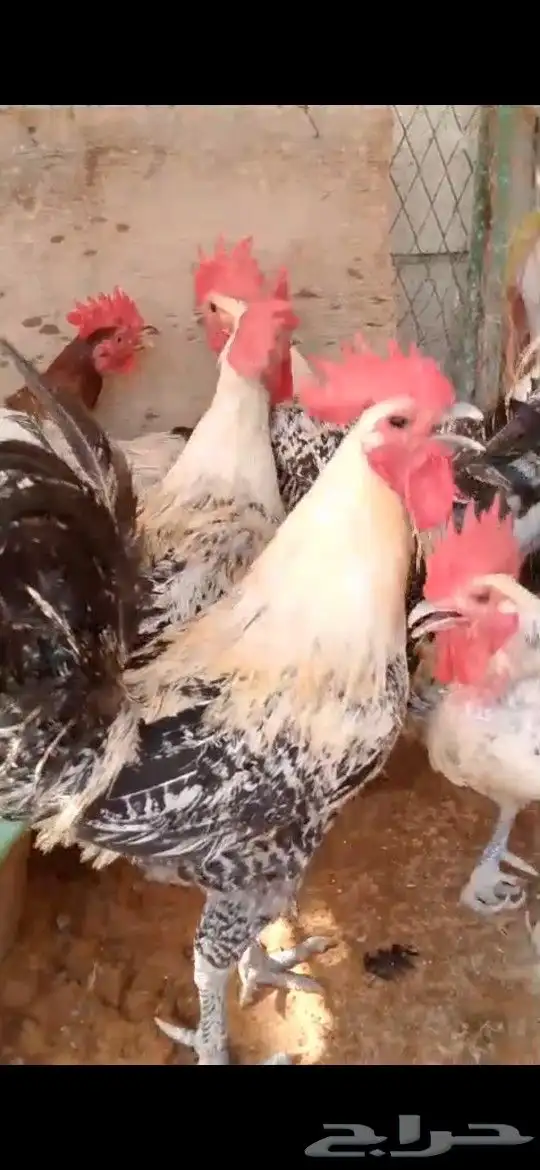 دجاج فيومي بياض شباب سلاله محصن صحه وريش وبيض 3