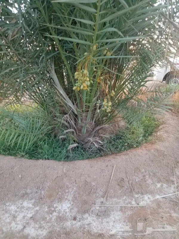 لدينا نخيل للبيع بجميع أنواعه ومقاساته عربي وزينه وقسم خاص ب 16