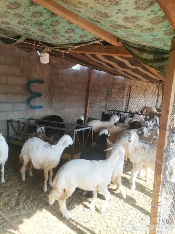 ذبايح حري وتيوس ونعيم ملهم حريملاء الرياض 6