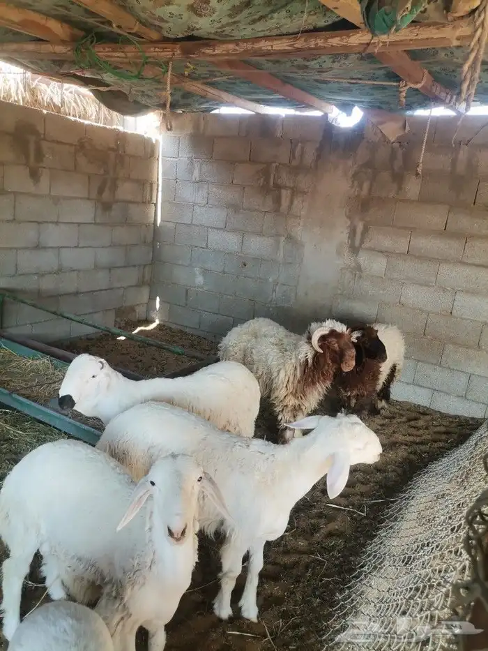ذبايح حري وتيوس ونعيم ملهم حريملاء الرياض 8
