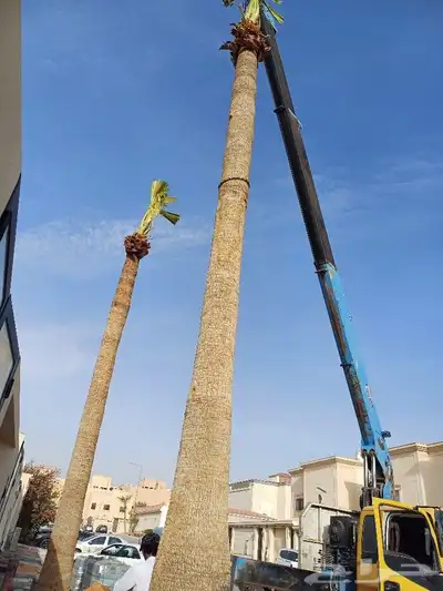 الرياض 1