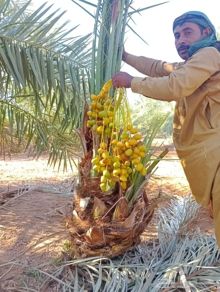 نخل القصيم مشاالله نخل مثمر سعر معقوال 0